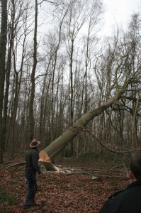 Arbre qui tombe